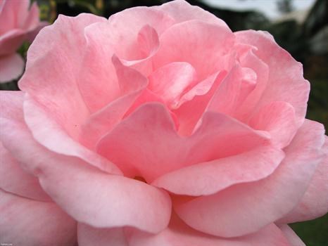A pink rose, her favorite  flower ~ in loving remembrance  of her birthday, 2/10/2011