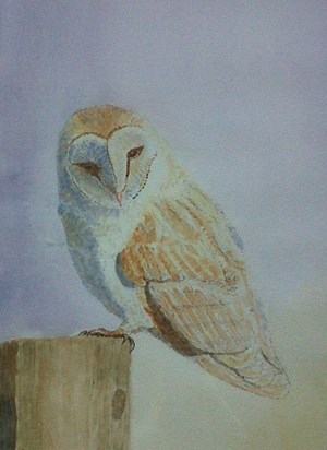Dad's owl in watercolour