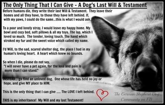 A dog's last will and testament 