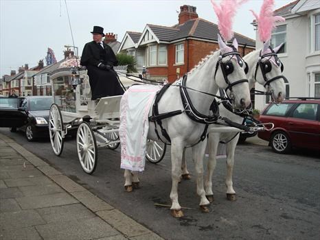 the beautiful horses that led the way,taking you to your final resting place xx