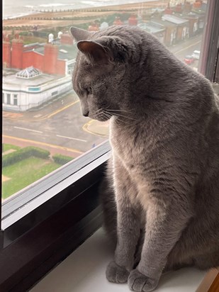 My cat Bea enjoyed many visits and looking at the seagulls 