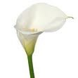 Standard Calla lily
