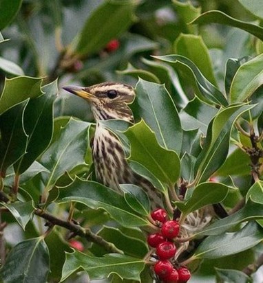 Bird Redwing in holly