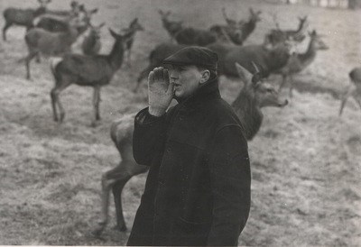 Calling the deer in Richmond Park