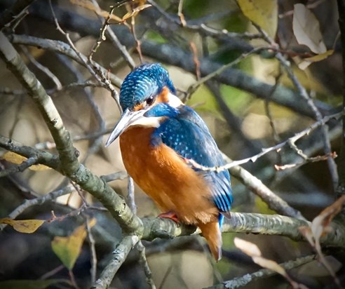 Kingfisher in Arundel