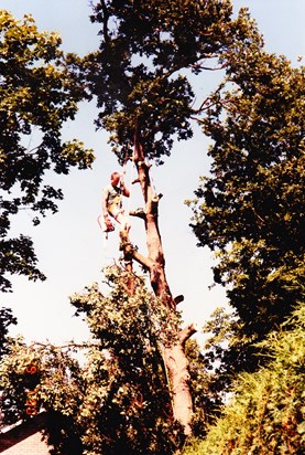 tree work with 1970s safety gear