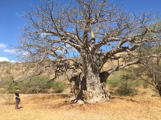 Graham helping catalogue baobab trees in Cape Verde, 2023