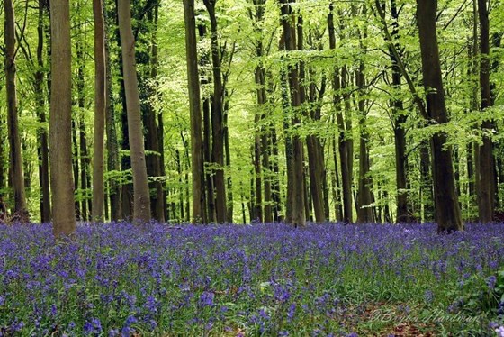 One of Bryan's photos of the bluebell woods