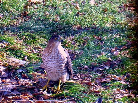 coopers hawk