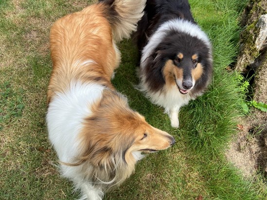 Jane's favourite rough collies - Muffin and Witchy