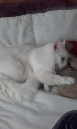 Snowy with his Teddy