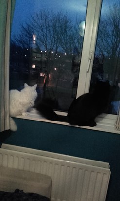 Snowy and Storm on window ledge