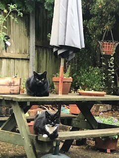 Cal's pride and joy - the garden, with Pilky & Booshy (where's dinner?)