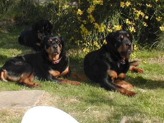 Tims Rotties - Cally, Stripe and Gizmo