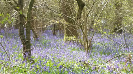 Pamphill bluebells in Dorset-another favourite of Mary