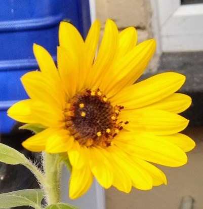 Sunflower that I grew for you John