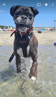 Maisy enjoying splashing in the sea.