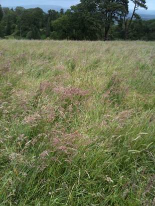 Peacefully at rest in the natural burial meadow. 23.06.12
