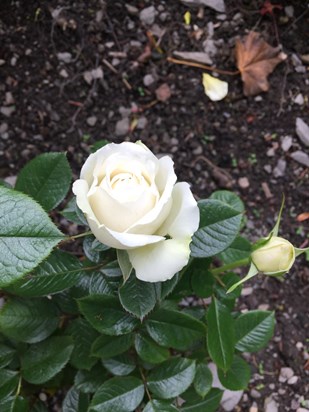 Kath's rose in bloom
