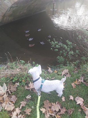 Thirsk  Dougal likes the ducks 