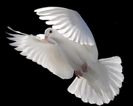 On the wings of a snow white dove xxx