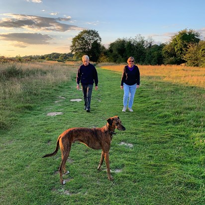 Walking Joey in Chalfont 