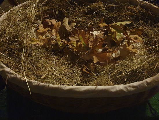 Poppy snuggled in her nest of hay, oak leaves and acorns - rest awhile dear friend. 