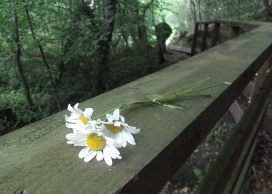 Three daisies found tied together on William's Path - July 9, 2014