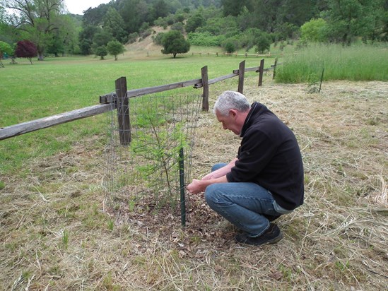 Jimmy helps one of William's young Redwood Trees - California - May 2015