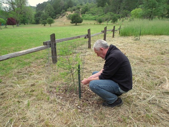 Jimmy helps a young Redwood tree at Redwood Regional Park, California