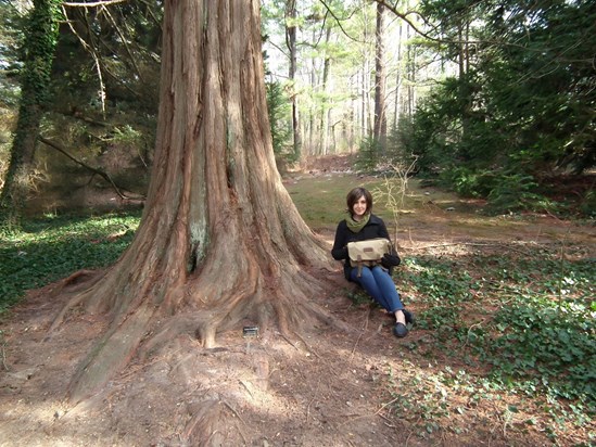 Jennifer - Dawn Redwood tree