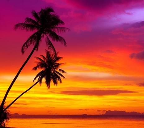 Palms At Sunset-wallpaper-9837202
