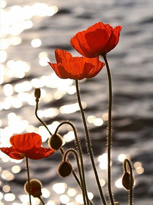800px Poppies in the Sunset on Lake Geneva
