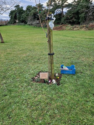 New Tree near Nanny and Grandads grave
