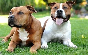 Staffie dogs