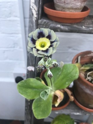 One of Siân's favourite flowers, an Auricula, in flower now