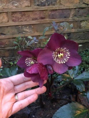 Hellebores planed by Siân in Isabel and Jamie's garden; she particularly liked this colour