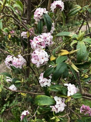 Daphne in flower in our garden today Siân loved the flowers and the scent