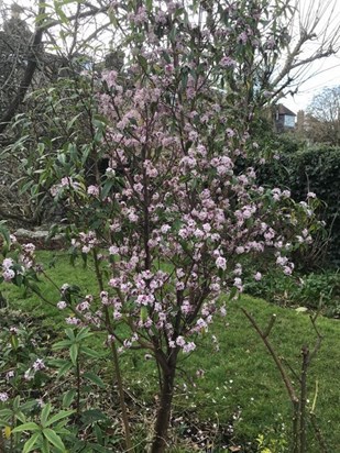 One of the daphnes in our garden looking and smelling glorious