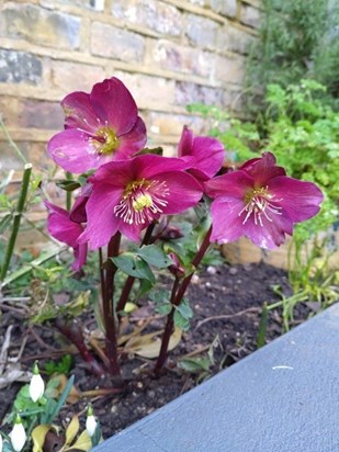 Siân's favourite hellebores in Isabel's garden