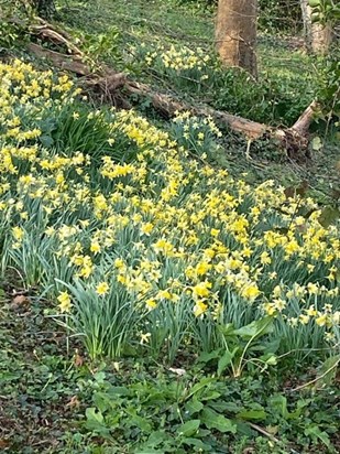 This carpet of daffodils and primroses  grew from just a tray of  twelve small plants planted by Siân about 15 years ago in Judith and Robin's garden in France. She did have green fingers!