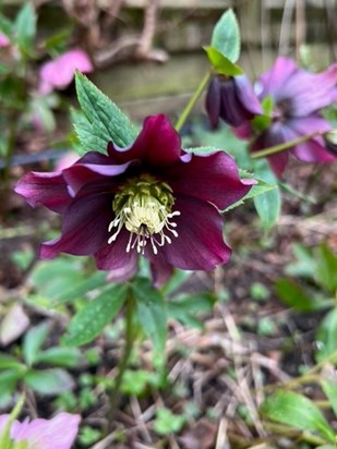 The hellebores Siân loved and planted in her memory 8th March 2023