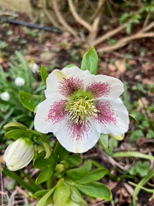 Another glorious hellebore in flower in our garden now 