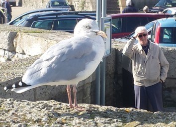 With a new friend, Rod’s 70th birthday Lyme Regis 2016