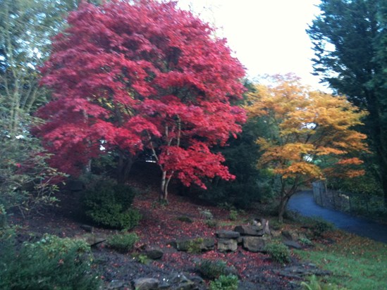 Autumn 2011 in the Glen Dunfermline.
