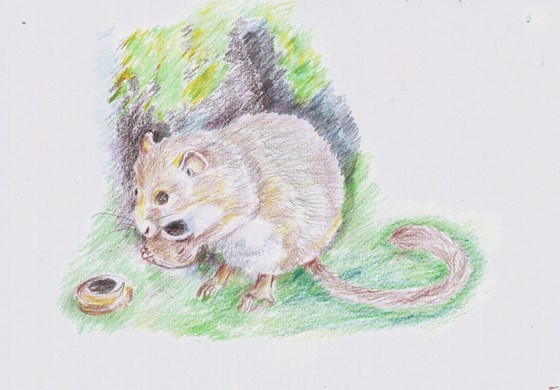 Dormouse by Val Bishop