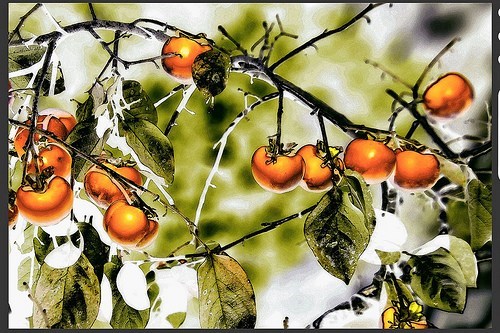 Tom loved trees, and he especially loved persimmons!