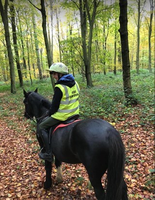Jude and Jasper - peaceful rides through the woods 