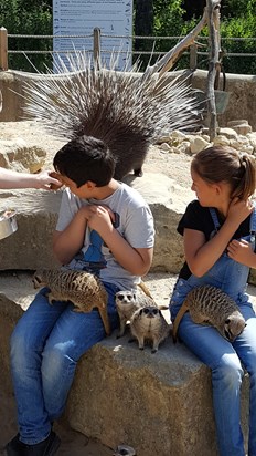 Porcupines and Meerkats