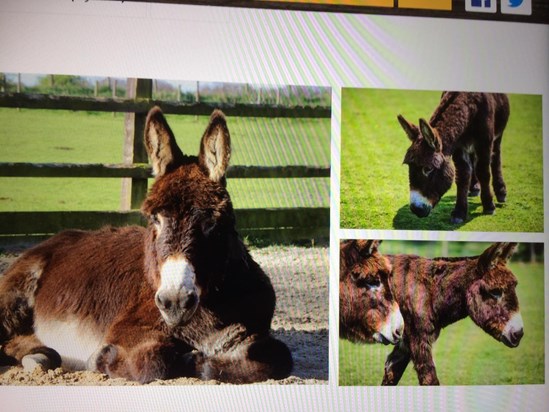 this is Harbin a donkey at Leeds donkey sanctuary we have adopted for Mams birthday ??